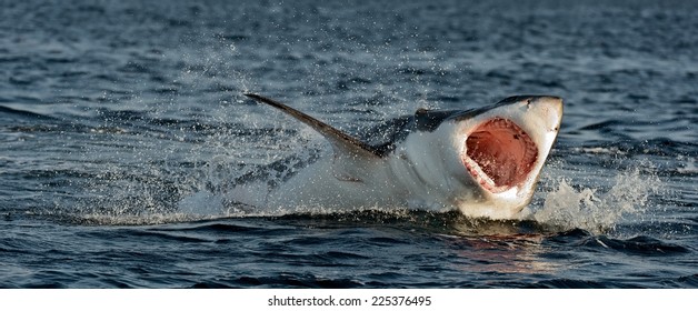 Great White Shark (Carcharodon carcharias) breaching in an attack on seal. Hunting of a Great White Shark (Carcharodon carcharias). South Africa