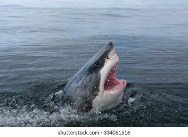 Great white shark, Carcharodon carcharias - Shutterstock ID 334061516
