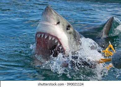Great white shark, Carcharodon carcharias - Shutterstock ID 390021124