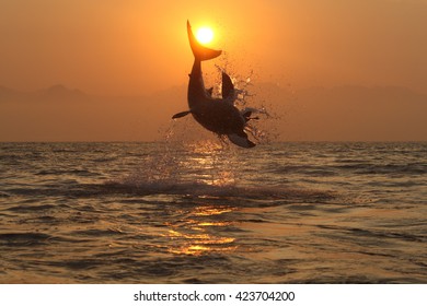 Great White Shark, Carcharodon Carcharias, Breach On Seal Shaped Decoy, False Bay, South Africa, Atlantic Ocean