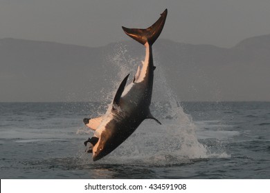 Great White Shark, Carcharodon Carcharias, Breach On Seal Shaped Decoy, False Bay, South Africa, Atlantic Ocean