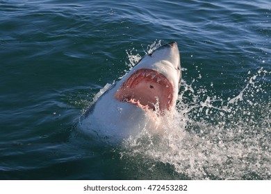 Great White Shark Carcharodon Carcharias Mouth Stock Photo 472453282 ...