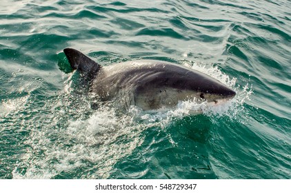 632 Dead great white shark Images, Stock Photos & Vectors | Shutterstock