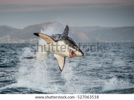 Great White Shark (Carcharodon carcharias) breaching in an attack. Hunting of a Great White Shark (Carcharodon carcharias). South Africa