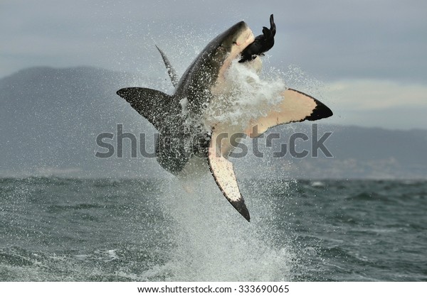 Great White Shark (Carcharodon carcharias)\
breaching in an attack. Hunting of a Great White Shark (Carcharodon\
carcharias). South Africa\

