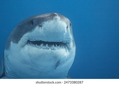 great white shark close up