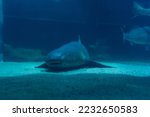 Great White Shark Close up Shot. The Shark swimming in large aquarium. Shark fish, bull shark, marine fish underwater.