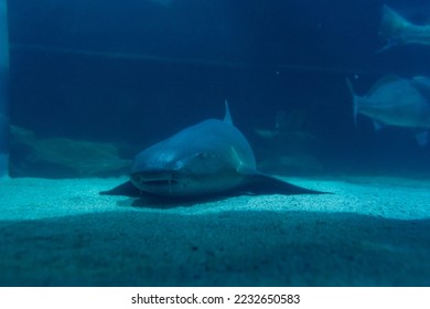 Great White Shark Close up Shot. The Shark swimming in large aquarium. Shark fish, bull shark, marine fish underwater. - Shutterstock ID 2232650583