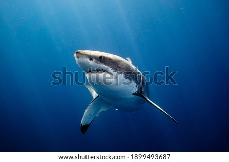 Great White Shark Close up Shot