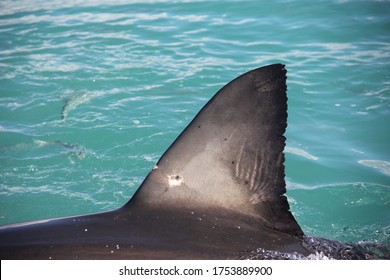 Great White Shark Dorsal Fin Above The Surface Of The Water