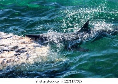 Great White Shark feeding on dead whale