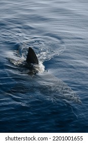 Great White Shark Fin Cuts Surface