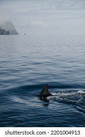 Great White Shark Fin Ocean Surface