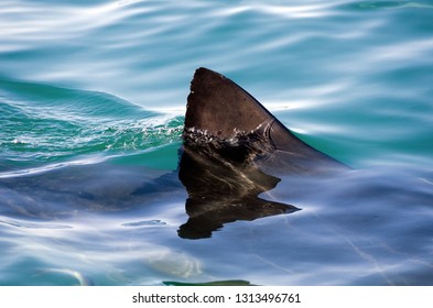 Great White Shark First Dorsal Fin Stock Photo (Edit Now) 1313496761