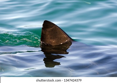 Great White Shark First Dorsal Fin Stock Photo 1347424379 | Shutterstock