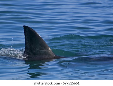 Great White Shark: First Dorsal Fin