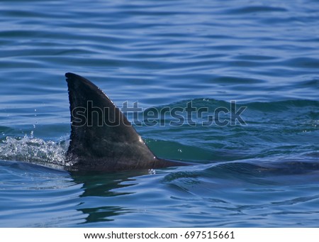 Great white shark: First dorsal fin