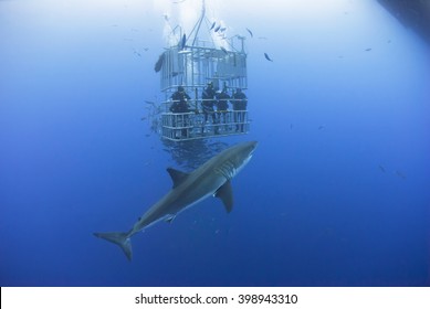 Great White Shark In Front Of A Diving Cage With Scuba Divers.