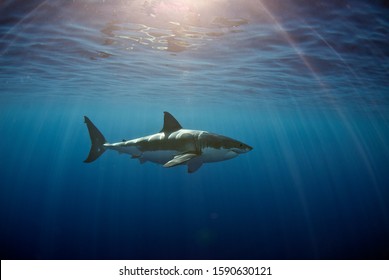 Great White Shark - Guadalupe Island, Mexico