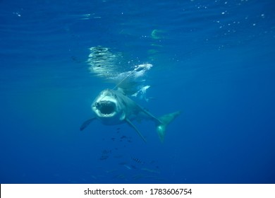 Great White Shark Guadalupe Island