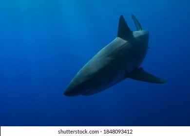 Great White Shark At Guadalupe Island