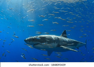 Great White Shark At Guadalupe Island