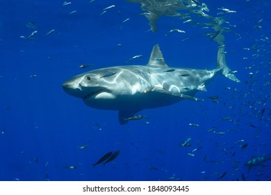 Great White Shark At Guadalupe Island