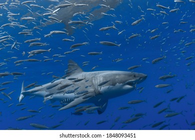 Great White Shark At Guadalupe Island