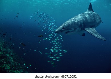 Great White Shark Hunting Fish In Deep Blue Water Of Sea