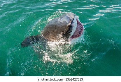 Great White Shark Open Mouth Ocean Stock Photo 1362427313 | Shutterstock