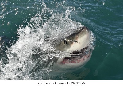 Great white shark with open mouth on the surface out of the water. Scientific name: Carcharodon carcharias.  South Africa, - Shutterstock ID 1573432375