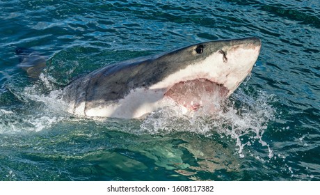 Great white shark with open mouth. Great White Shark (Carcharodon carcharias) in ocean water an attack. Hunting of a Great White Shark. South Africa. - Shutterstock ID 1608117382
