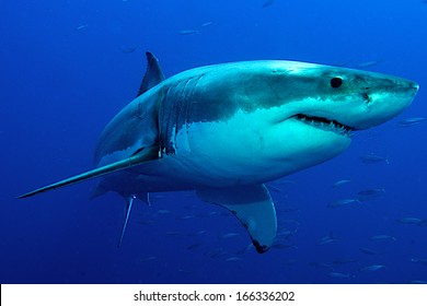 Great white Shark posing in the deep blue water. 