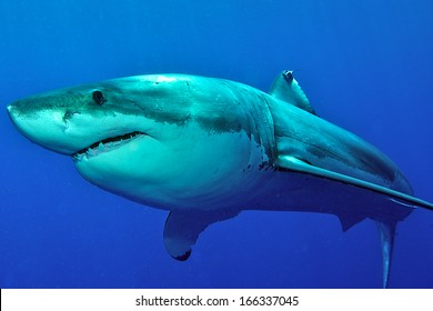 Great white Shark posing in the deep blue water