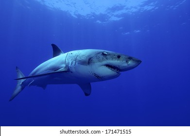 Great White Shark Posing In The Deep Blue Water