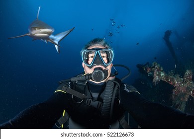 Great White Shark Ready To Attack A Scuba Diver