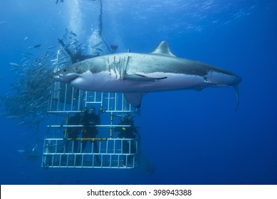 Great White Shark Sideways In Front Of A Diving Cage With Scuba Divers.