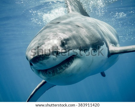 Great white shark smiling