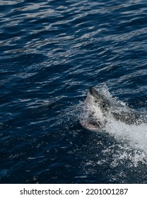 Great White Shark Surface Breach