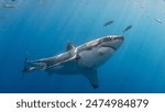 great white shark swiiming with pilot fish