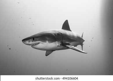 great white shark black and white