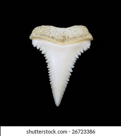 Great White Shark Tooth