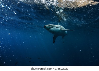 Great White Shark Underwater Photo In Open Water