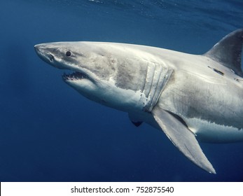 Great White Shark Underwater Photo            