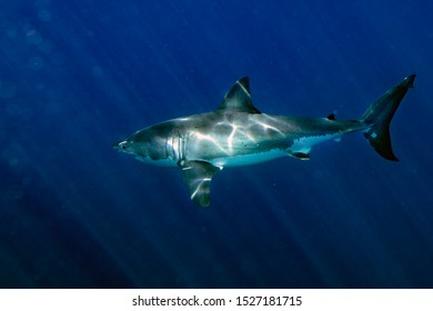 Great White Shark While Coming To You On Deep Blue Ocean Background