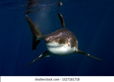 Great White Shark While Coming To You On Deep Blue Ocean Background