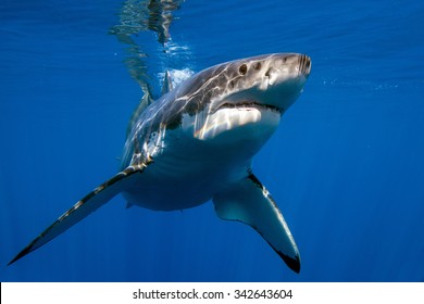 Great White Shark While Coming To You On Deep Blue Ocean Background