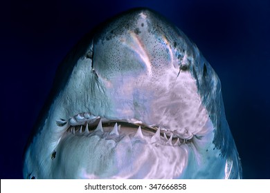 Great White Shark While Coming To You On Deep Blue Ocean Background