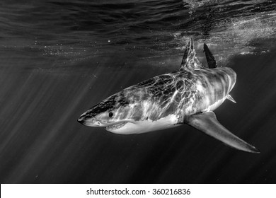 Great White Shark While Coming To You On Deep Blue Ocean Background In Black And White