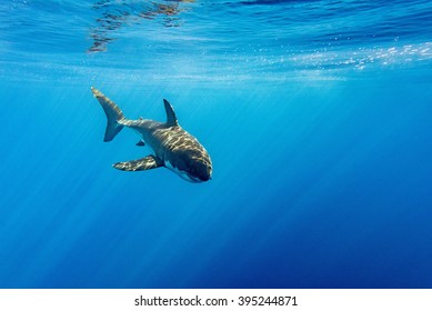 Great White Shark While Coming To You On Deep Blue Ocean Background